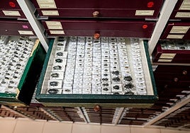 Escarabajos en uno de archivos del almacén del Ciencias Naturales.