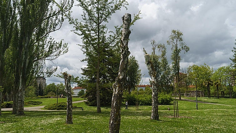 Vitoria activa un plan para curar sus árboles, en alarmante estado de deterioro