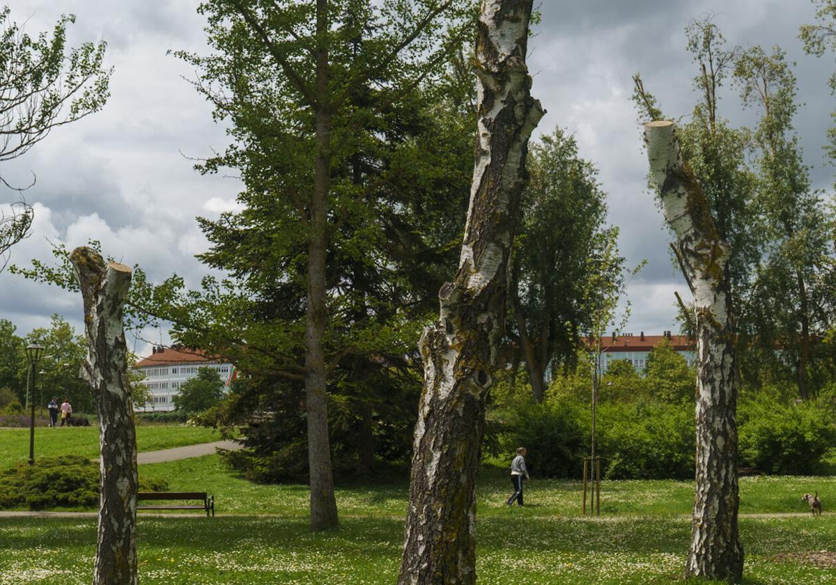 Varios ejemplares de abedul en mal estado que fueron podados en el parque de Arriaga.