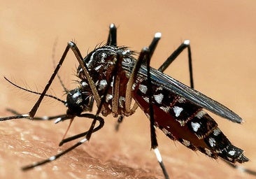 Detectan mosquitos tigre en 9 municipios alaveses y Salud extrema la vigilancia