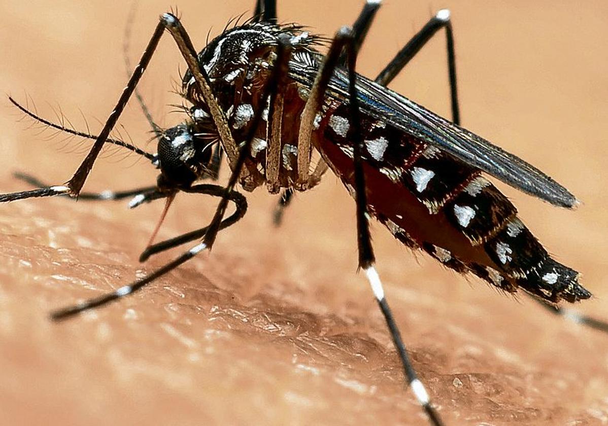 Detectan mosquitos tigre en 9 municipios de Álava y Salud extrema la vigilancia