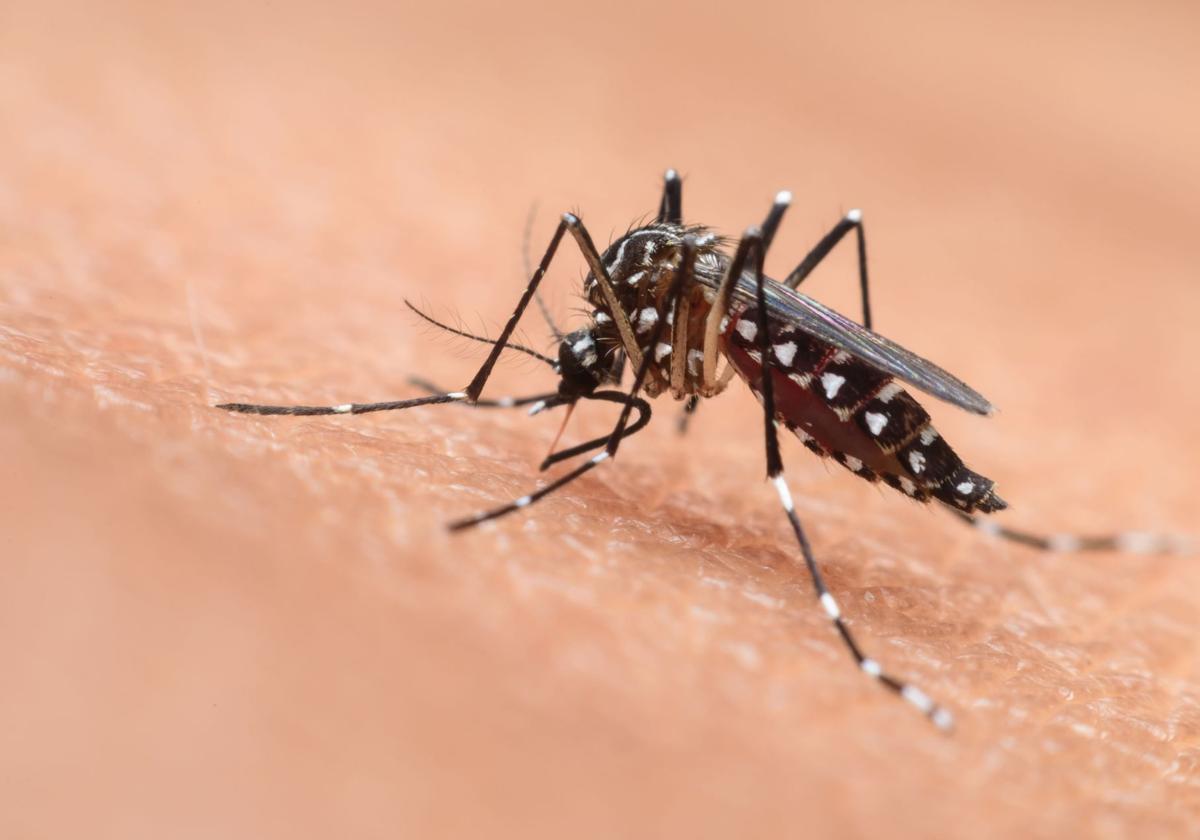 ¿Qué hacer para evitar la expansión del mosquito tigre y su picadura?