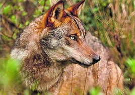 Piden a las autoridades que se investigue la presunta caza furtiva de un lobo en el parque natural de Armañón