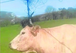En abril, una vaca enredó sus cuernos en unos cables de fibra, dejando a Carranza y Lanestosa sin internet.