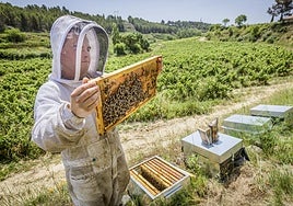 Las colmenas se han colocado en las fincas de Bodegas Murua.