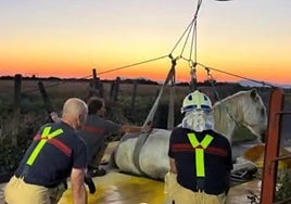 Momento del rescate del caballo.