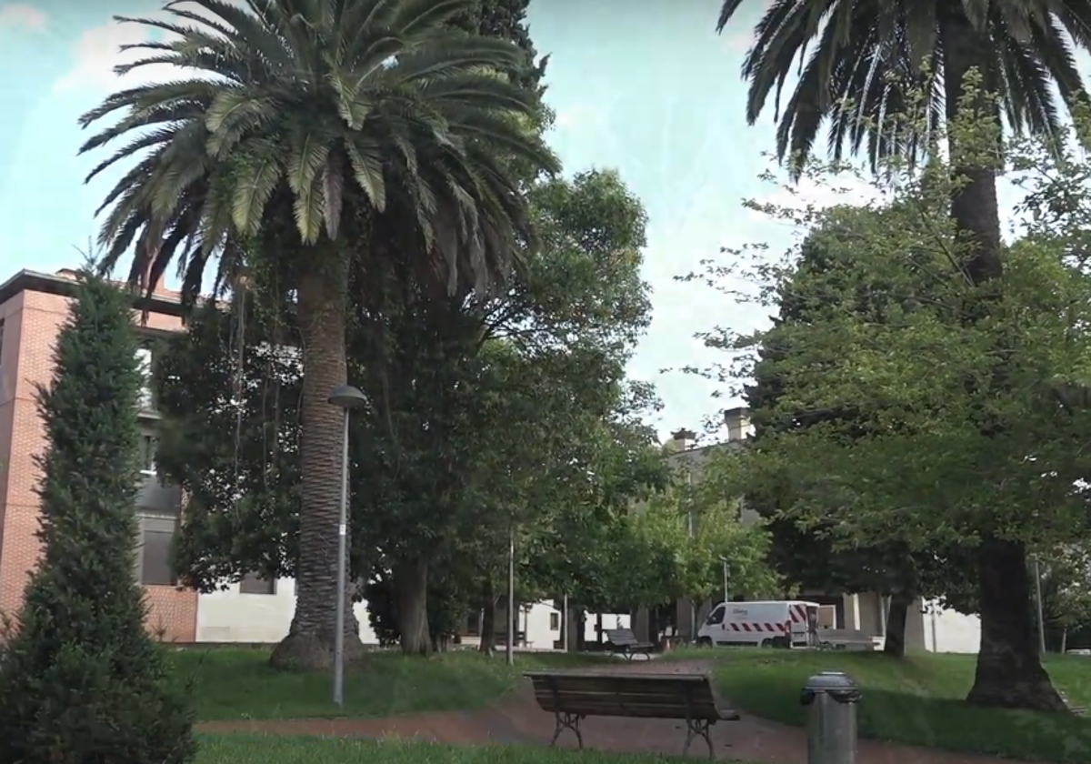 El objetivo es detener la expansión del picudo rojo en las palmeras de Getxo.