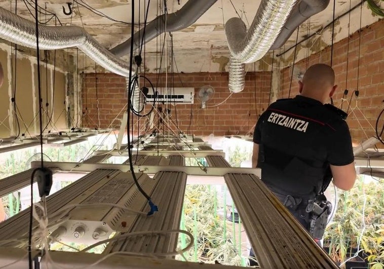 Operación contra el tráfico de marihuana en Zalla: dos detenidos y 640 plantas incautadas
