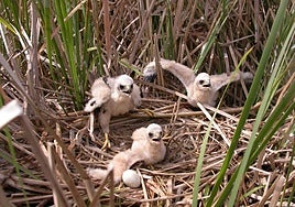 La Diputación de Álava gratificará a los agricultores que protejan los nidos de aguiluchos