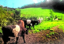 Un grupo de vacas escocesas, en una explotación ganadera en Artxanda.