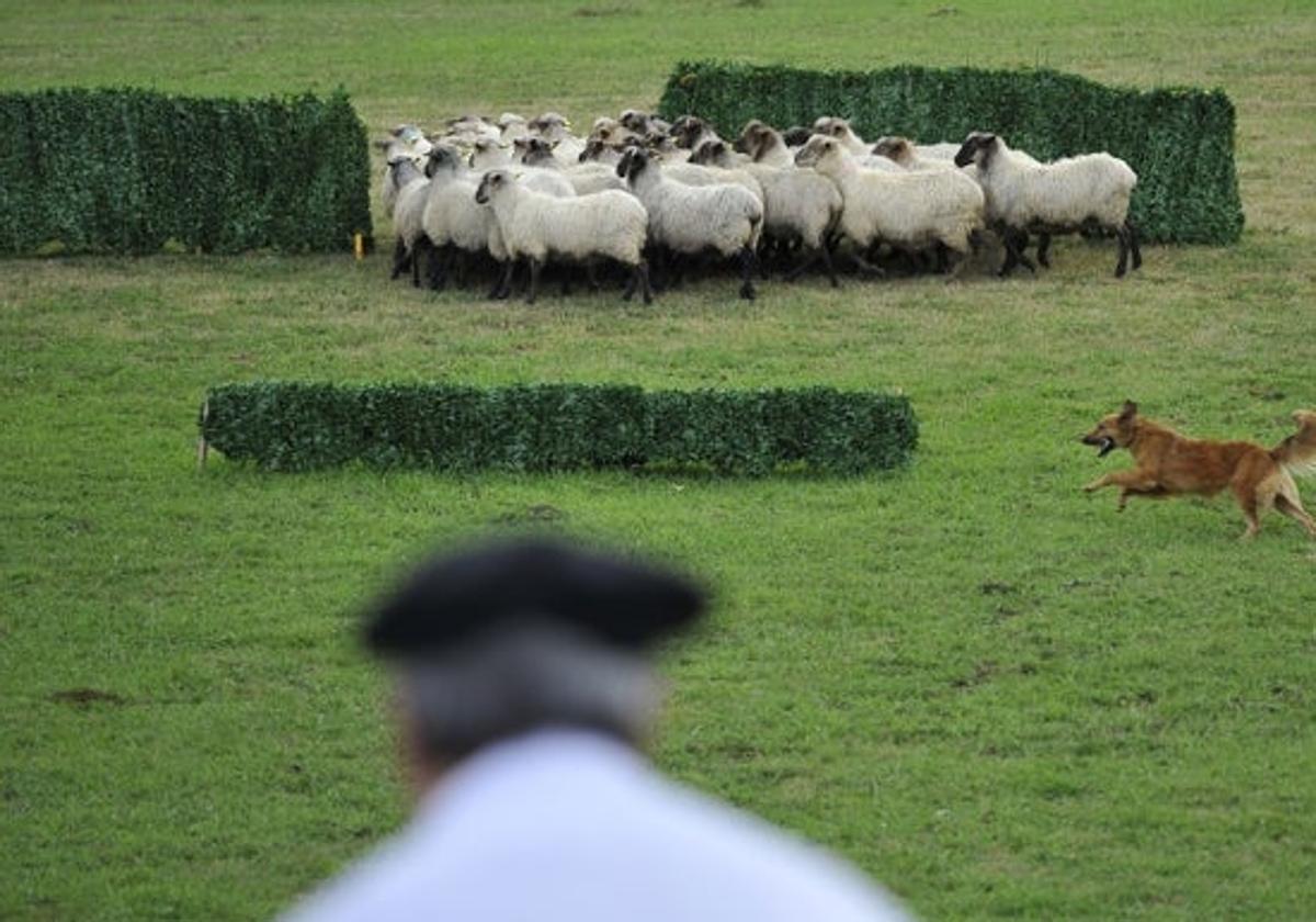 Perro pastor guia un rebaño