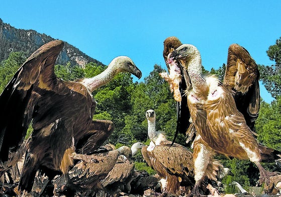 Buitres leonados.