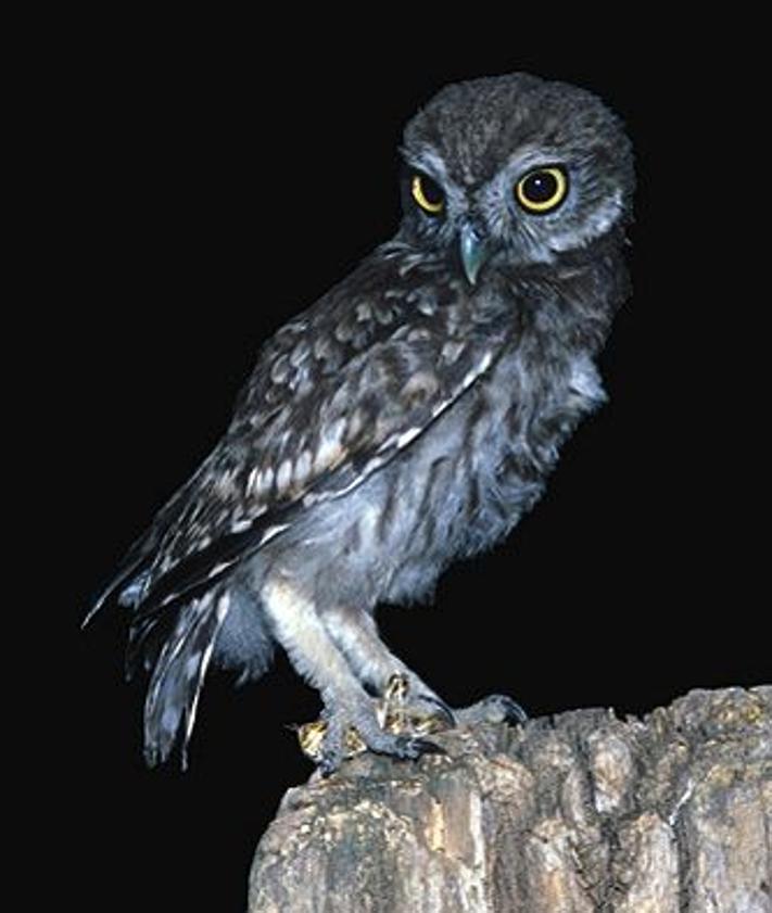 Imagen secundaria 2 - Arriba, halcón peregrino . 40 parejas se censaron en Bizkaia el año pasado, aunque solo 23 consiguieron sacar adelante alguna cría. En medio, la nutria . Abajo, el mochuelo . El año pasado se rastrearon 280 puntos que habían albergado ejemplares, pero solo se detectó la especie en 94.