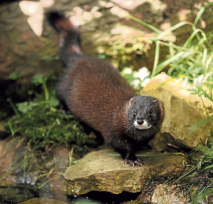 Imagen secundaria 1 - Arriba, gato montés . Hay poblaciones escasas pero estables y regulares en Las Encartaciones, Urkiola y Gorbea, muy importantes ya que la especie peligra en el sur por la alteración de sus hábitats, las enfermedades transmitidas por los gatos domésticos y la hibridación con ellos. En Bizkaia ya se han detectado ejemplares híbridos. En el medio, visón europeo. 142 ejemplares quedan en Euskadi, Navarra y Castilla y León. Es una especie en peligro crítico de extinción. Abajo, galápago leproso . El año pasado se detectaron 90 ejemplares de galápago leproso, muy amenazado por las tortugas exóticas, pero que resiste en Bizkaia.
