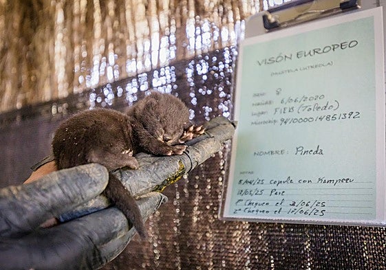 Un visón nacido hace menos de dos meses, dormido.