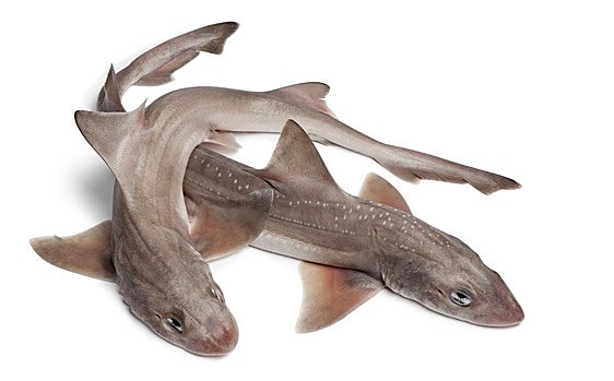 Pintarroja, un tiburón rico en Omega 3