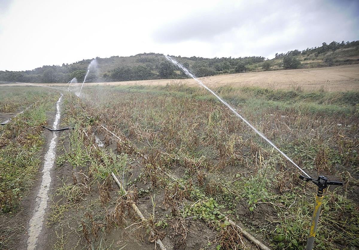 Sistema de riego en un cultivo en Álava.