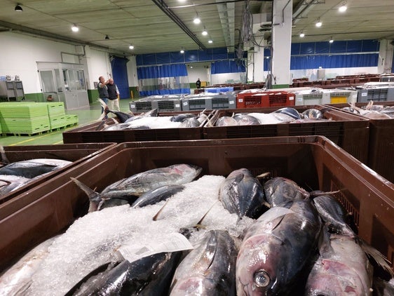 La flota irlandesa ha realizado sus descargas en el puerto de Ondarroa.