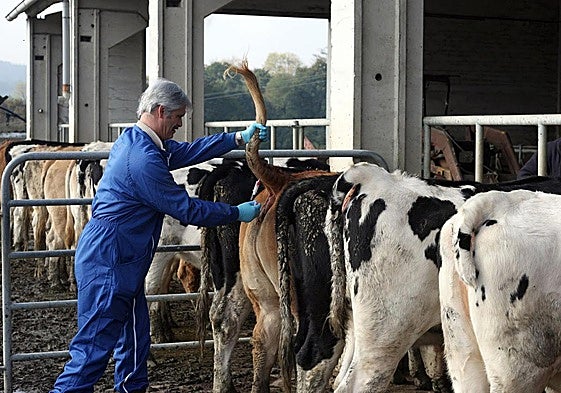 Un veterinario toma muestras de sangre a unas vacas en una explotación de Aia, en Gipuzkoa, para analizar si están contagiadas.