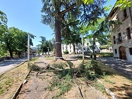 Imagen de la rama caída del árbol en el jardín de Pinondo.