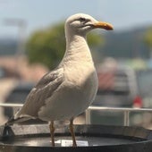 La gaviota y el idiota de la reseña