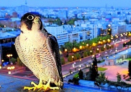 Los halcones peregrinos se adaptan perfectamente a la vida en las ciudades.