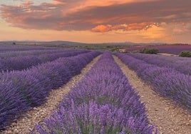 Crepúsculo sobre un campo de lavanda en la Meseta castellana.
