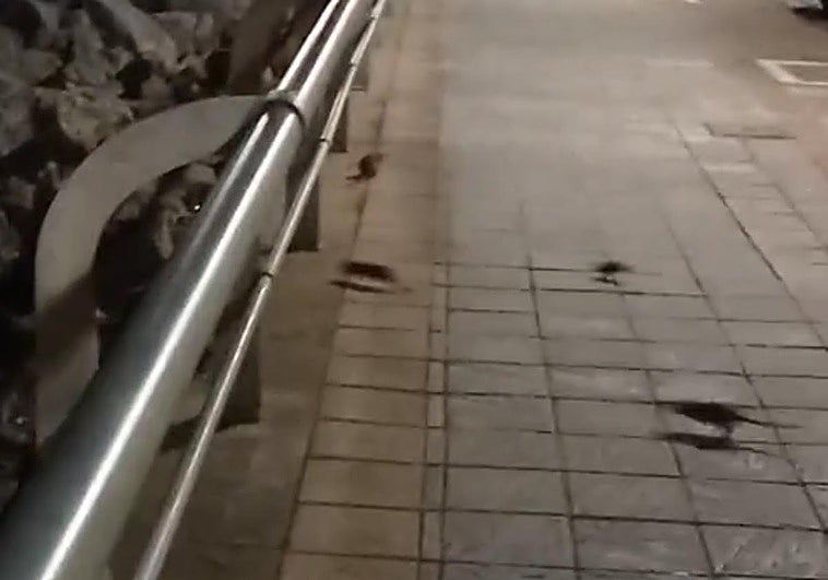Plaga de ratas en el Puerto Deportivo de Getxo