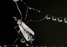 «Al loro» con la polilla de Guatemala y otras plagas que «llegarán a Euskadi»