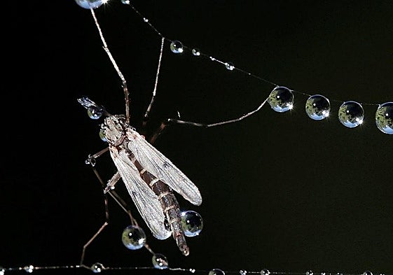 «Al loro» con la polilla de Guatemala y otras plagas que «llegarán a Euskadi»