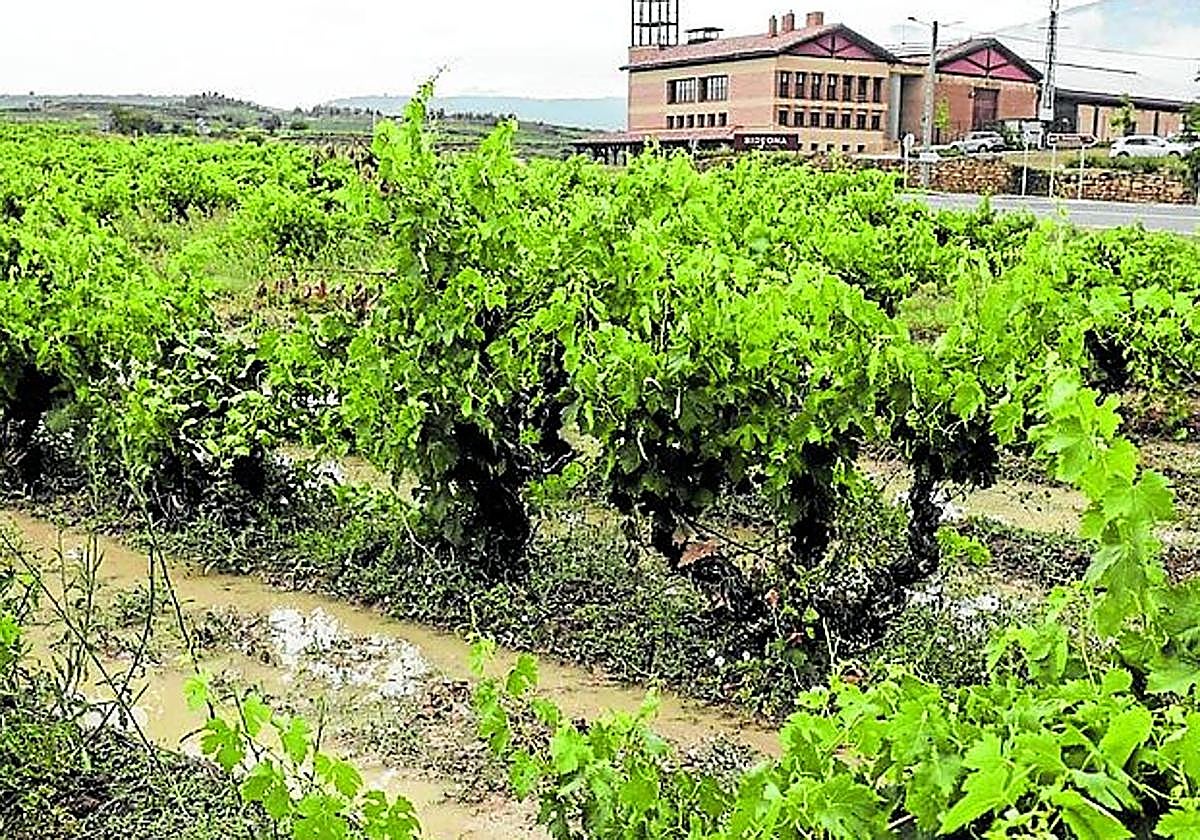 Viñas inundadas en Villabuena de Álava.