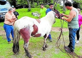 Yegua rescatada el pasado 6 de julio tras su caída en una sima de 6 metros al huir de unos perros sueltos.