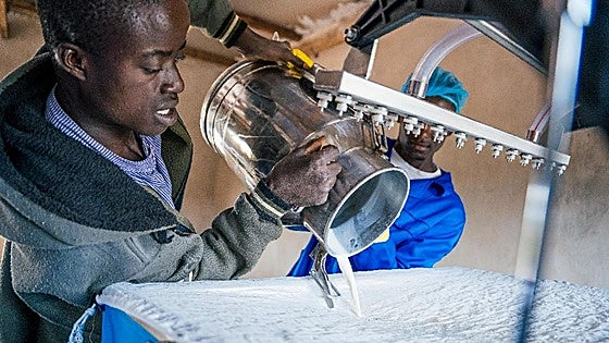 Bizkaia impulsa un proyecto para enfriar leche en Zambia