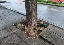 Acera levantada en la zona del Centro Médico Landako de Durango.