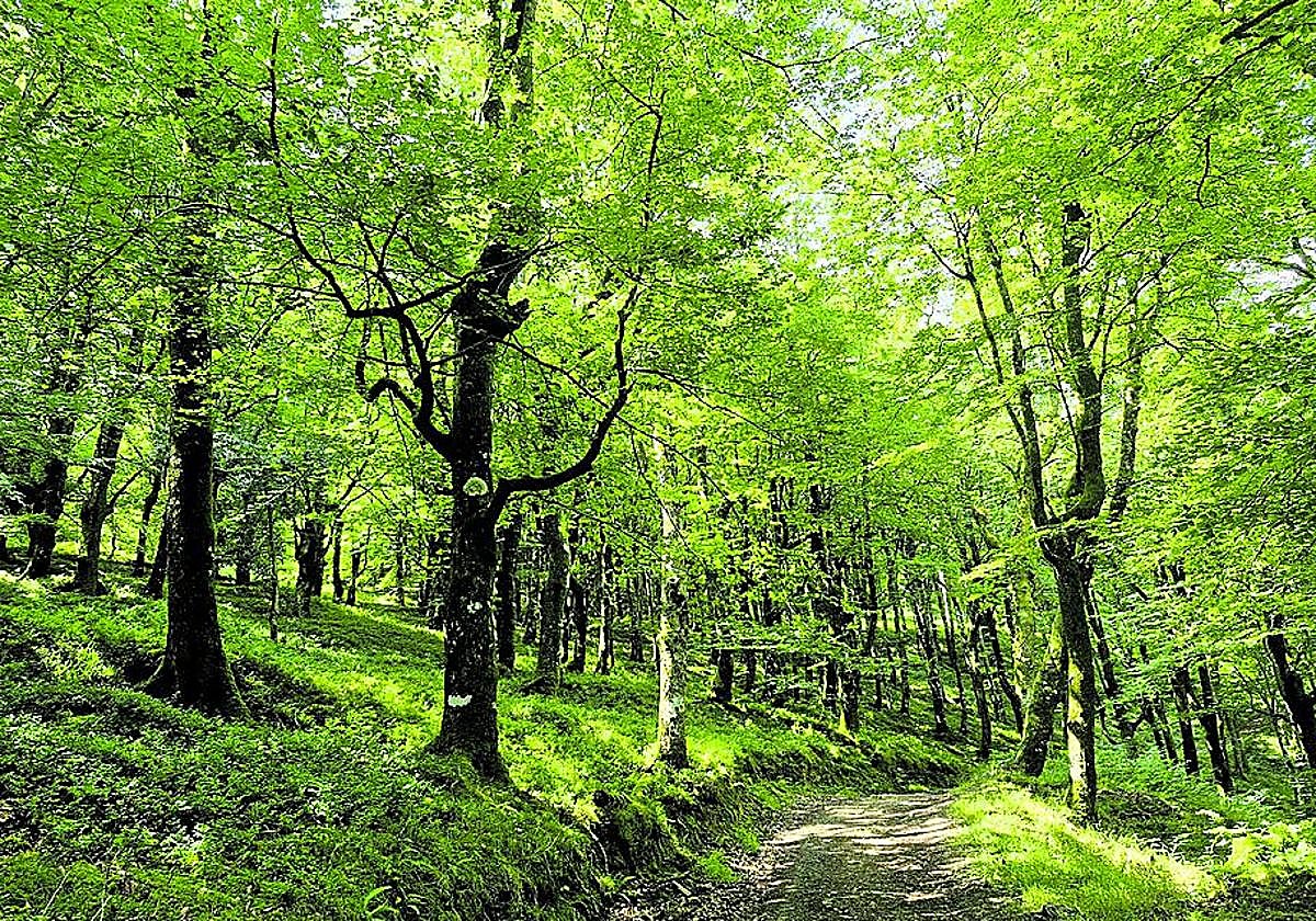 Muchas de las hayas están junto al camino, que no presenta dificultades.