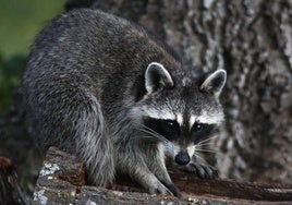 Los mapaches son un riesgo para otras especies.