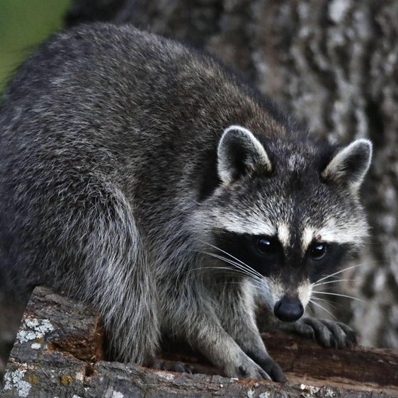 Los mapaches son un riesgo para otras especies.