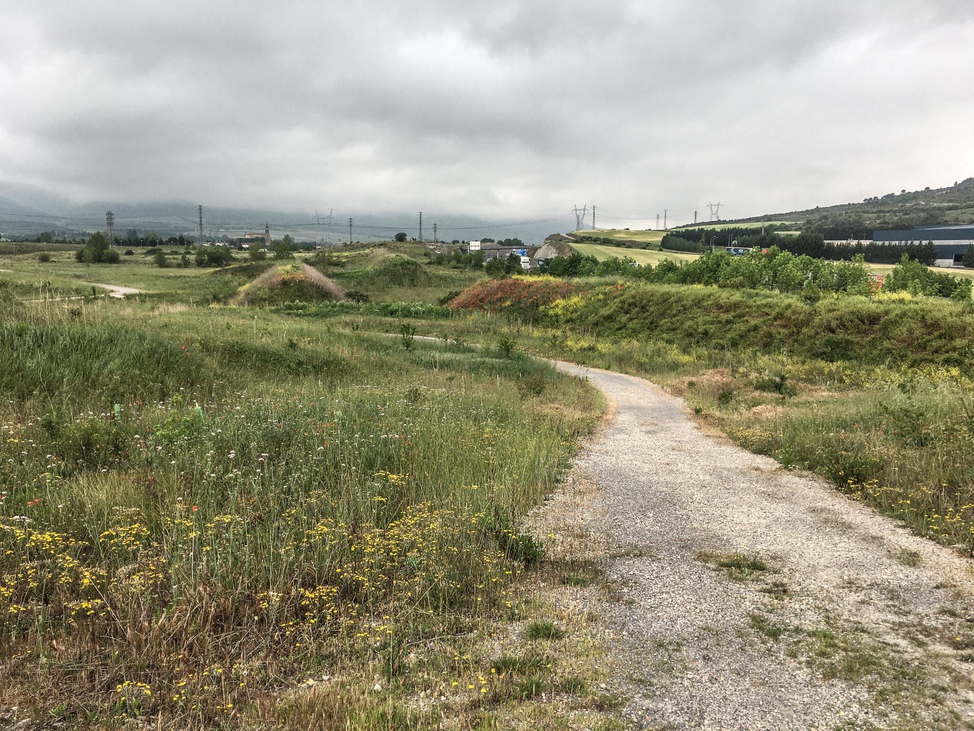 Descontaminar suelos con alfalfa y otras cosas de la fitorremediación