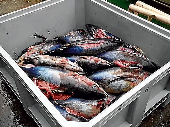 Ecoligistas como Eguzki critican el estado que presenta el 'bonito pelágico'.