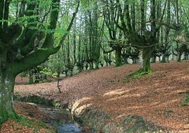 El importante aviso de la Diputación de Bizkaia a las personas que llevan al perro al monte