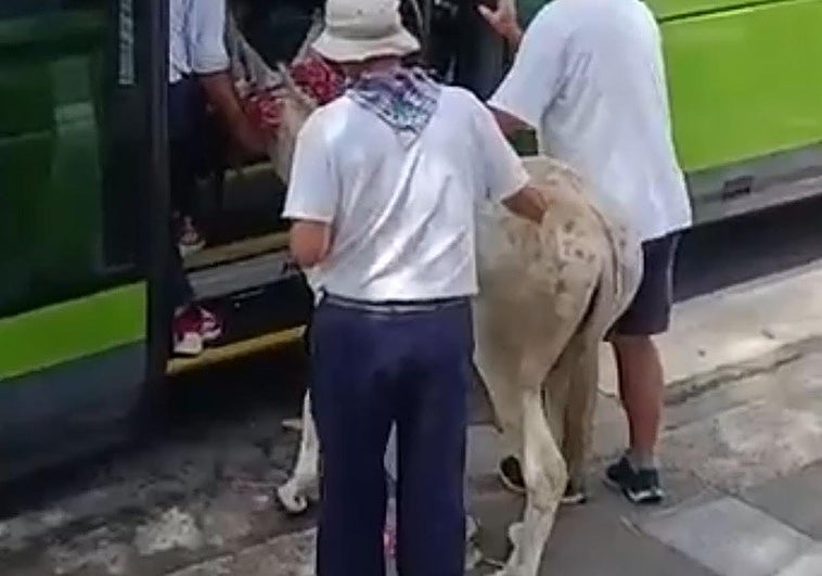 Video del momento en el que el burro accede al bus.