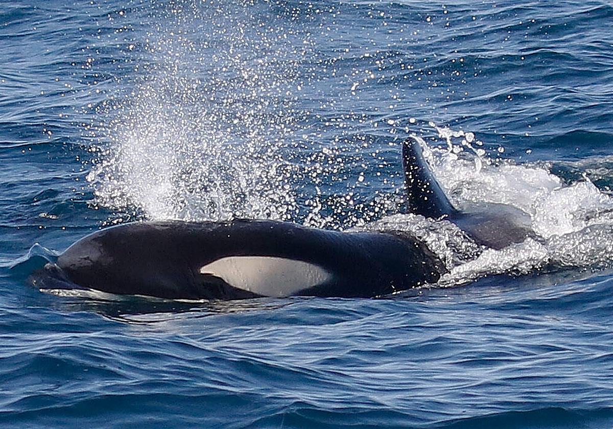 Así es la orca ibérica, el cetáceo que ha atacado dos veleros frente a Euskadi