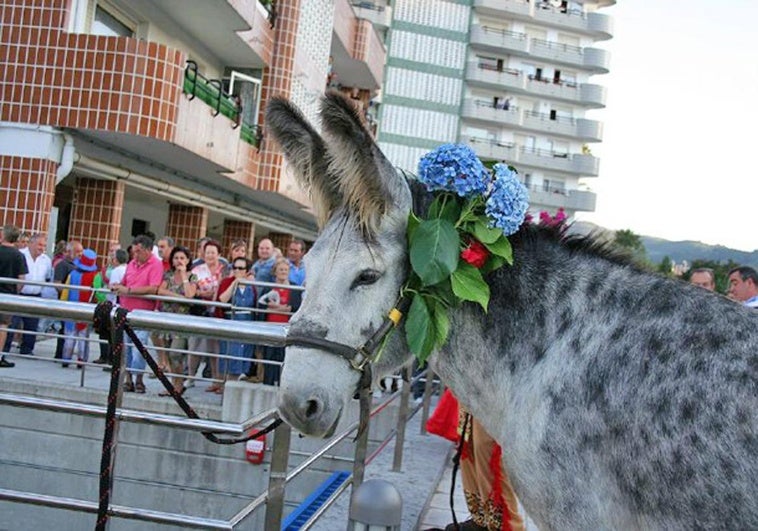 «Nadie ha maltratado a ningún burro. Lo cuidamos mejor que muchos a sus perros»