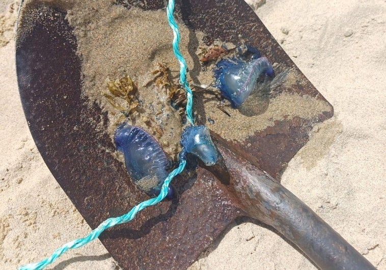 Las primeras carabelas portuguesas de este año aparecen en las playas de Bizkaia