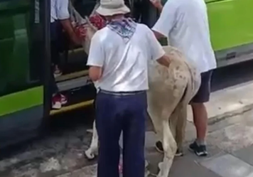 Expedientan al conductor del bizkaibus al que subieron un burro en Bakio