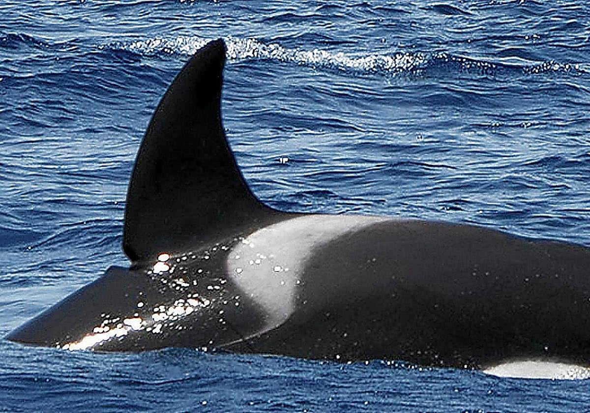 Imagen de 'Gladis Albarracín', el ejemplar que se ha visto en el litoral vasco y que anteriormente ha protagonizado otros ataques.