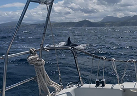 Así fue el inédito ataque de las orcas al velero frente a Deba: «Cuando las vi supe lo que iba a pasar»