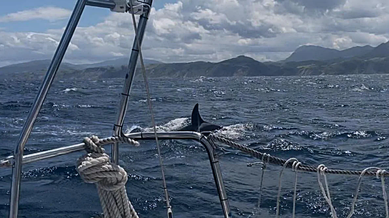 Así fue el inédito ataque de las orcas al velero frente a Deba: «Cuando las vi supe lo que iba a pasar»