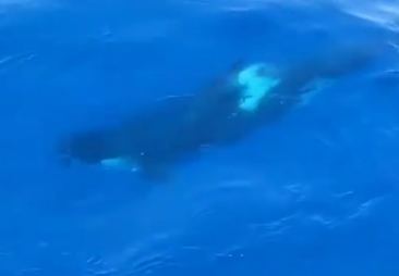 Avistan a media docena de orcas a 10 millas de Cabo Matxitxako