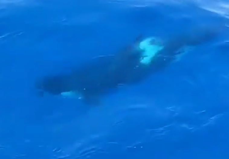 Avistan a media docena de orcas a 10 millas de Cabo Matxitxako